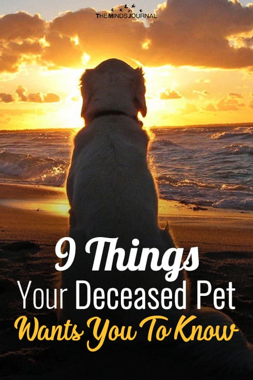 9 Things Your Deceased Pet Wants You To Know